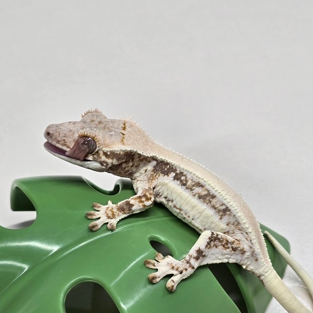 릴리화이트 솔리드백 풀핀