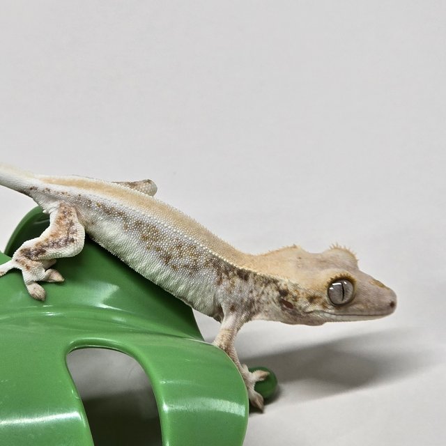 릴리화이트 솔리드백 풀핀