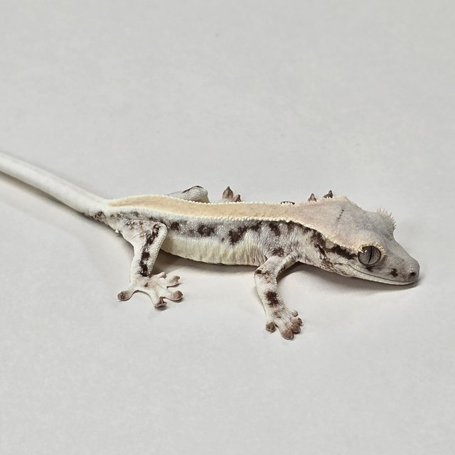 릴리화이트 솔리드백 풀핀