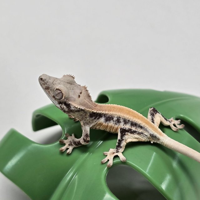 릴리화이트 솔리드백 풀핀