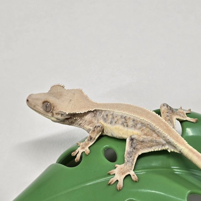 트라이 릴리화이트 솔리드백 풀핀