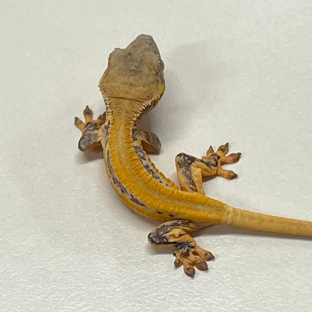 릴리화이트 솔리드백 풀핀