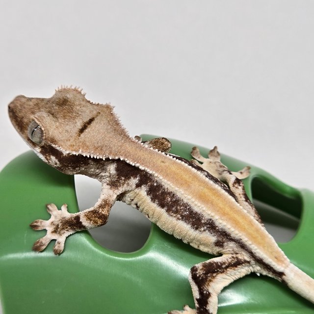 릴리화이트 솔리드백 풀핀