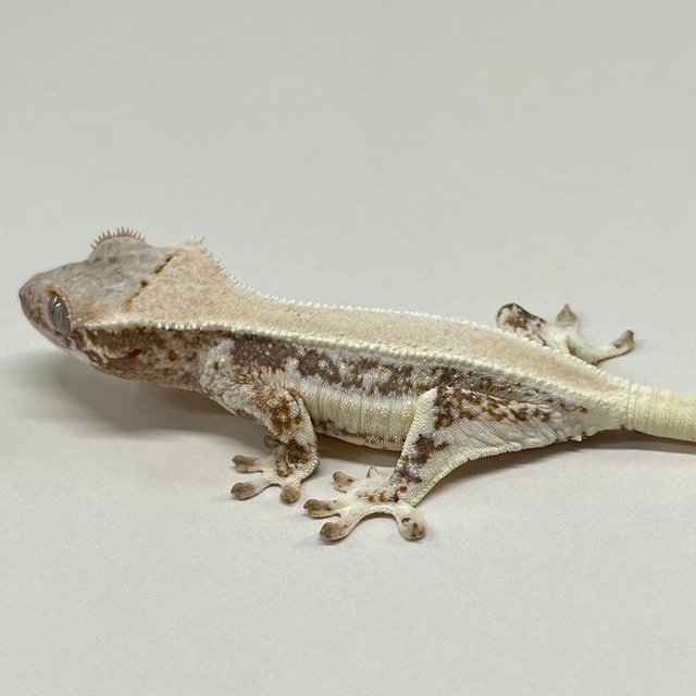 릴리화이트 솔리드백 풀핀