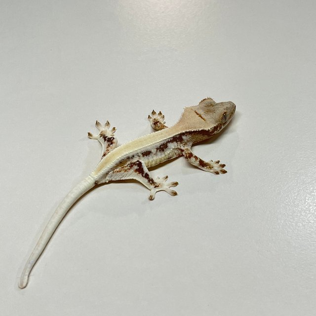 릴리화이트 솔리드백 풀핀