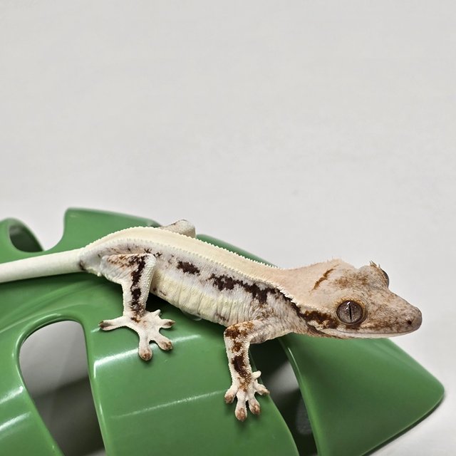 릴리화이트 솔리드백 풀핀