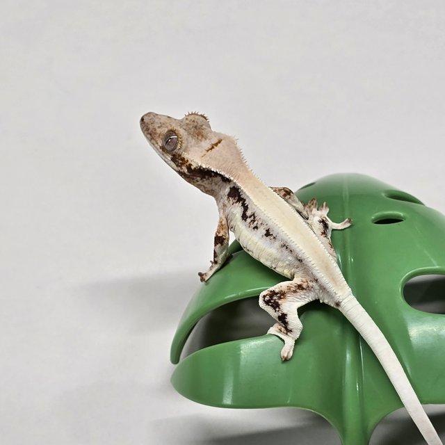 릴리화이트 솔리드백 풀핀