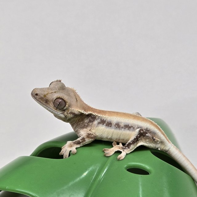 릴리화이트 솔리드백 풀핀