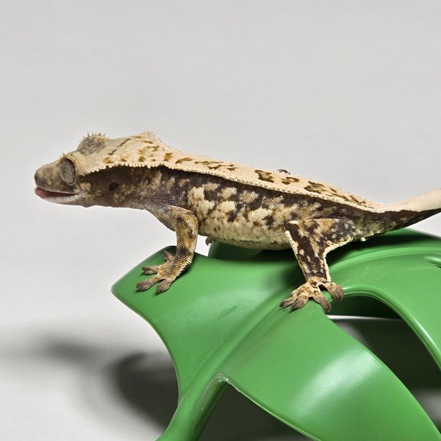 노멀 트라이 풀핀 할리퀸