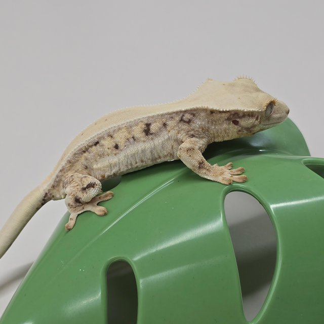 릴리화이트 풀핀