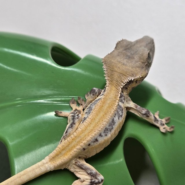 릴리화이트 솔리드백 풀핀