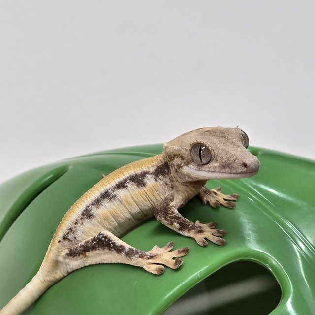 릴리화이트 솔리드백 풀핀