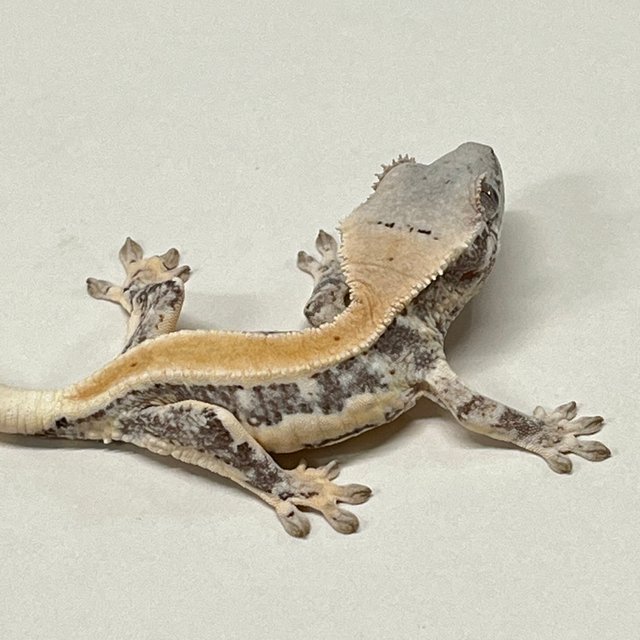 릴리화이트 풀핀