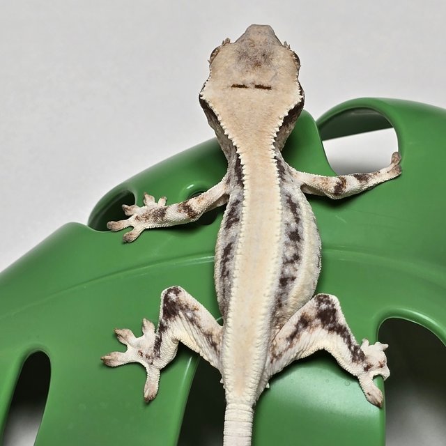 릴리화이트 솔리드백 풀핀