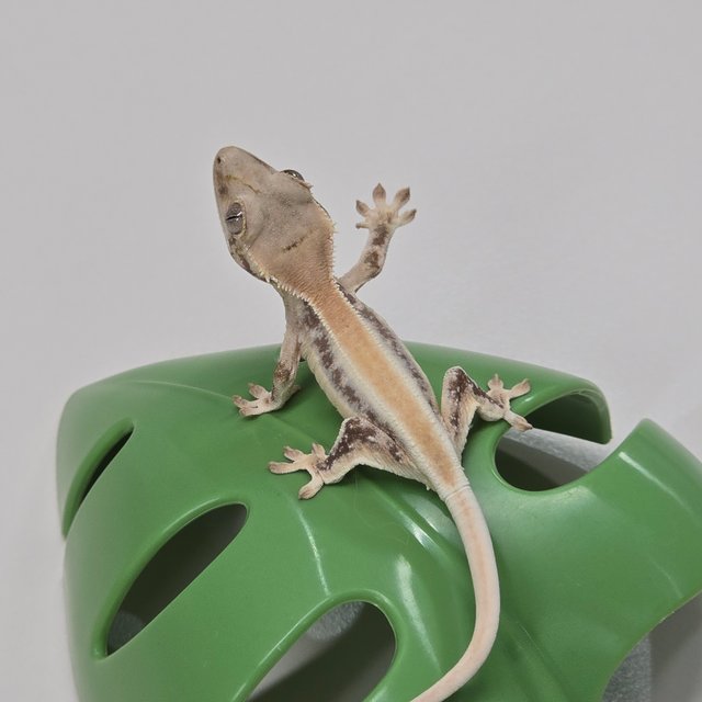 릴리화이트 솔리드백 풀핀