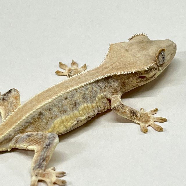 트라이 릴리화이트 솔리드백 풀핀