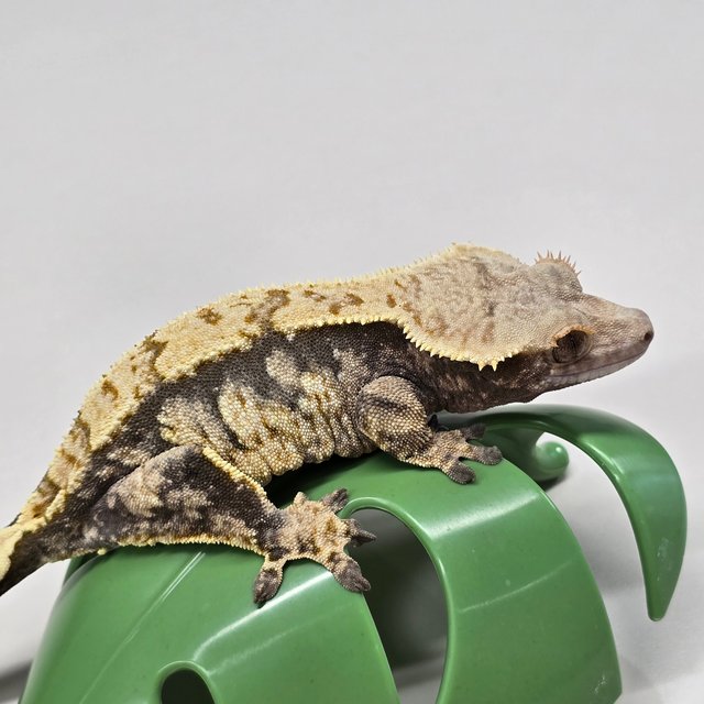 노멀 익스트림할리퀸