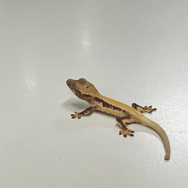 릴리화이트 솔리드백 풀핀