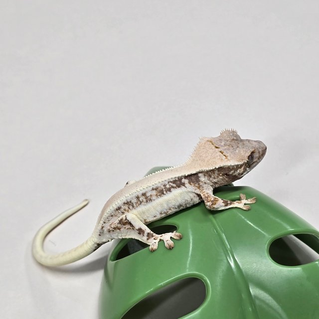 릴리화이트 솔리드백 풀핀