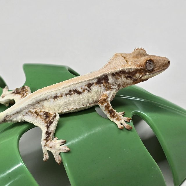 릴리화이트 솔리드백 풀핀