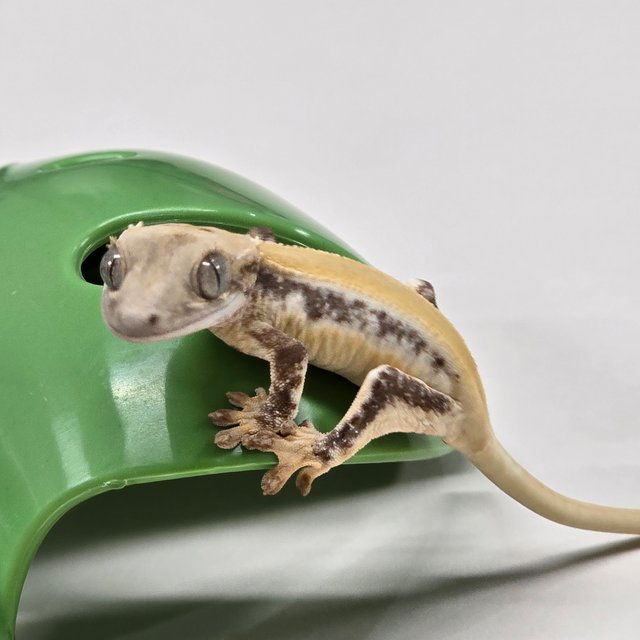 릴리화이트 솔리드백 풀핀