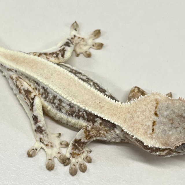 릴리화이트 솔리드백 풀핀