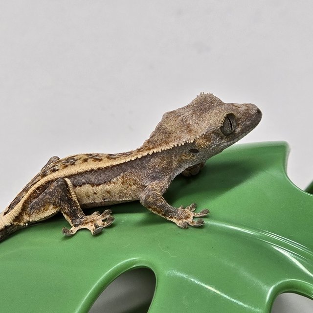 노멀 쿼드 풀핀