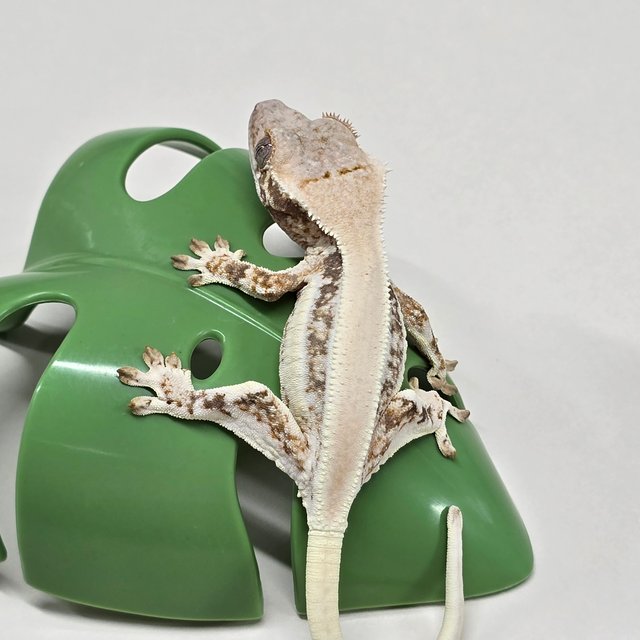 릴리화이트 솔리드백 풀핀