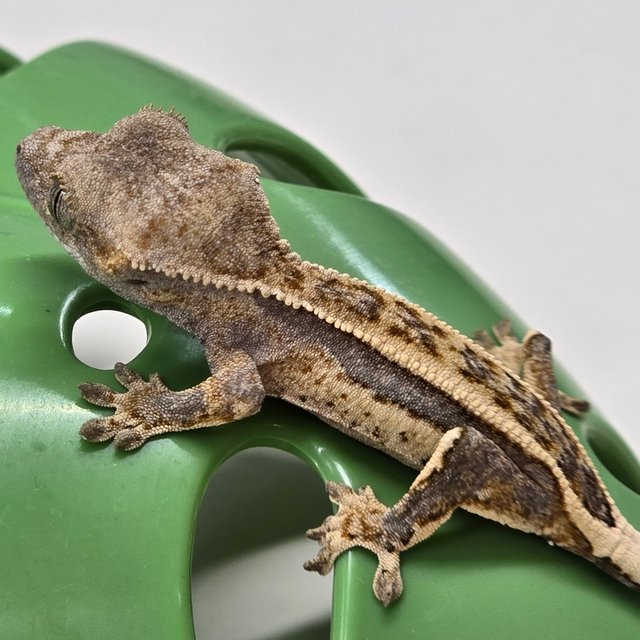 노멀 쿼드 풀핀