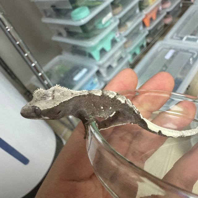 아잔틱
