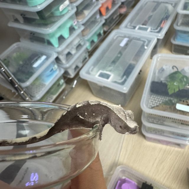 아잔틱