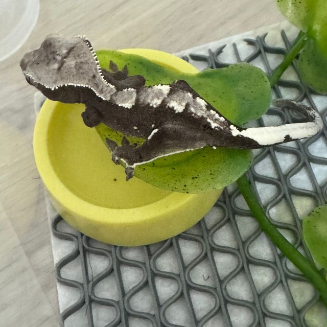 아잔틱