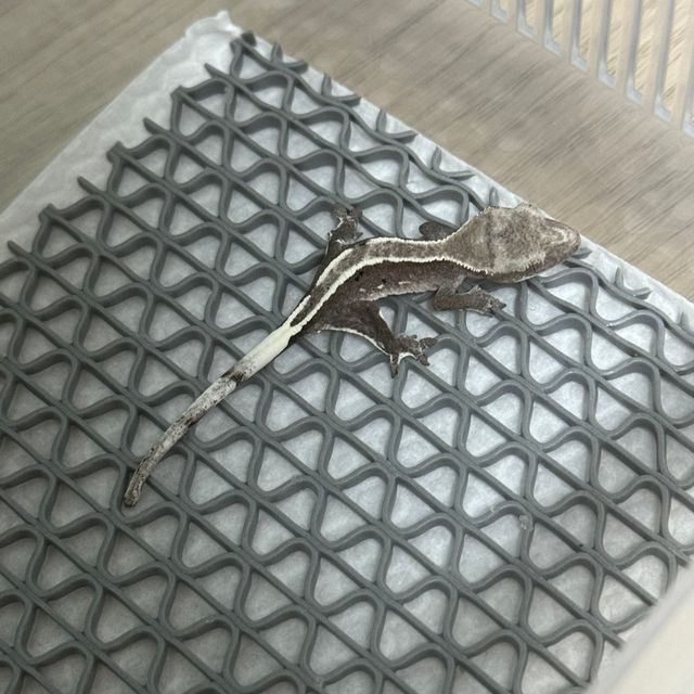 챠콜 아잔틱
