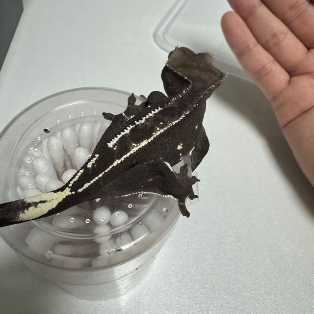 아잔틱