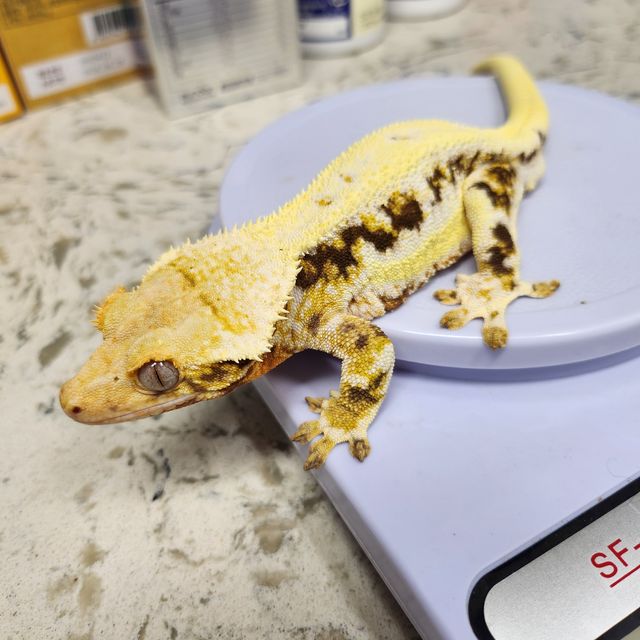 릴리화이트