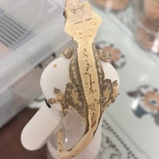 노멀 쿼드 화이트포트홀 화이트핀 화이트 드리피