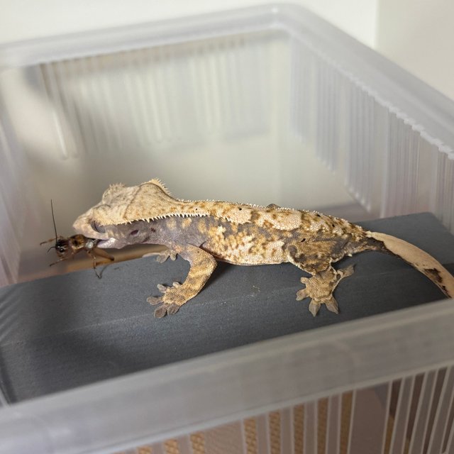 노멀 트라이 화이트