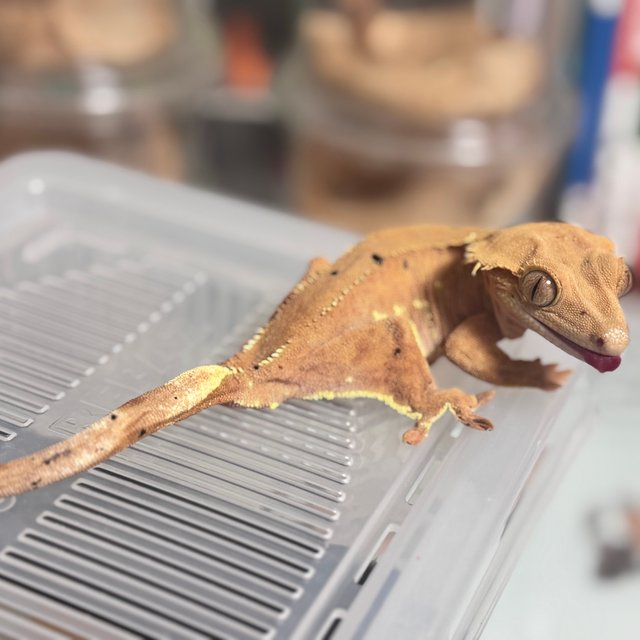 달마시안 슈퍼달마시안