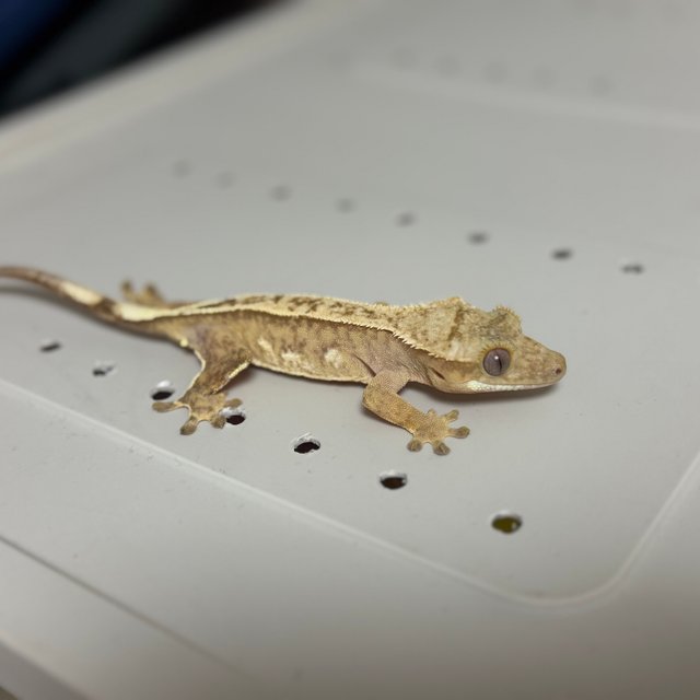 옐로우 크림시클