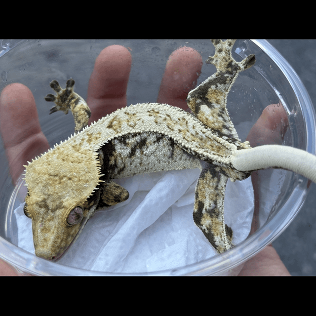 노멀 풀핀 쿼드 화이트스팟 화이트핀