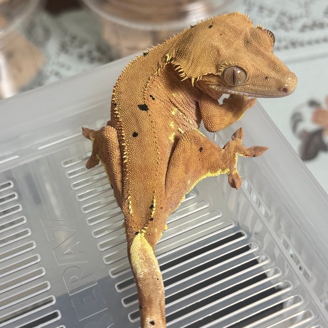 달마시안 슈퍼달마시안