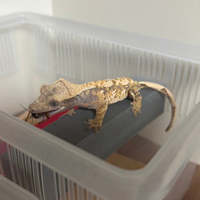 노멀 트라이 화이트