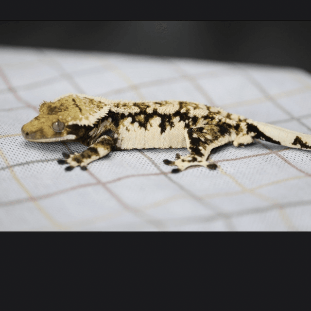 노멀 쿼드 트라이