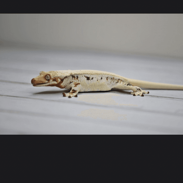 노멀 쿼드 트라이