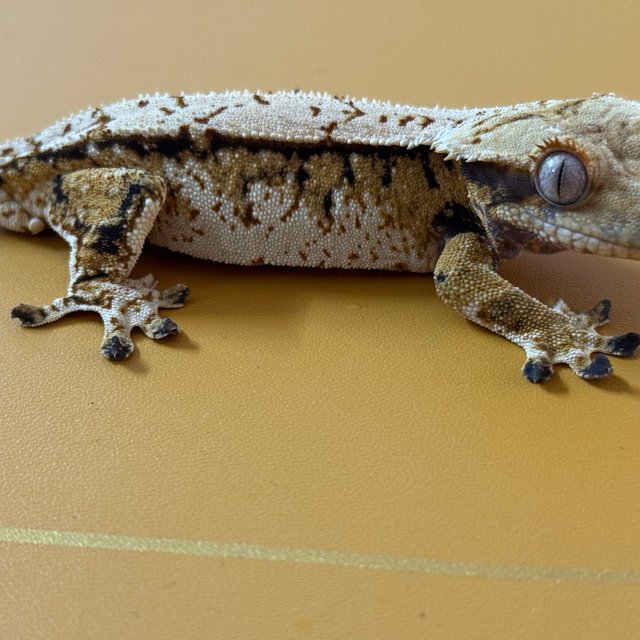 노멀 쿼드 트라이