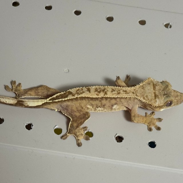 옐로우 크림시클