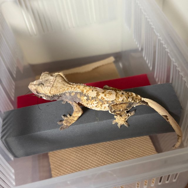 노멀 트라이 화이트