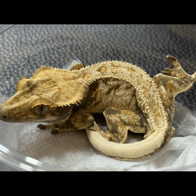 노멀 풀핀 쿼드 화이트스팟 화이트핀