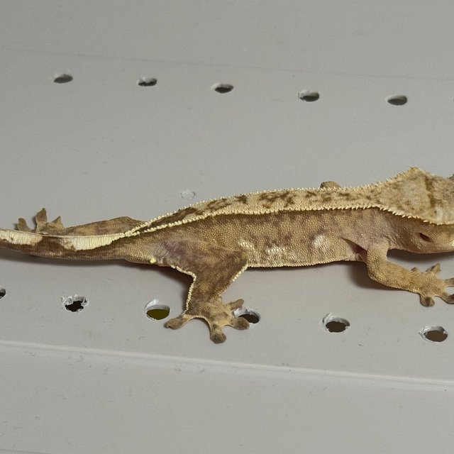 옐로우 크림시클