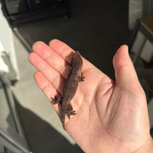 멜라니스틱 리핀리치스 다스몰